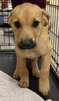 SADIE -  Black Mouth Cur and Mixed Breed Dog for Adoption in Texas City, Texas - SADIE | PetCurious