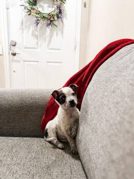 Australian Cattle Dog Blue Heeler Dogs Available for Adoption in Goodyear, Arizona - MUFFIN | PetCurious