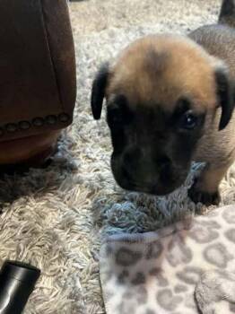 2 Orphans - Cosette - Located in Missouri -  Belgian Shepherd Malinois Dog for Adoption in Imlay City, Michigan - 2 Orphans - Cosette - Located In Missouri | PetCurious