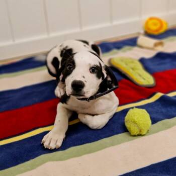 Luke Castellan -  Pit Bull Terrier and Mixed Breed Dog for Adoption in Springfield, Missouri - Luke Castellan | PetCurious