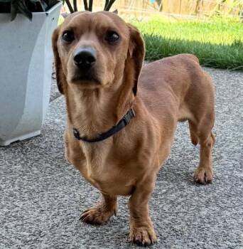 Tank -  Dachshund Dog for Adoption in Portland, Oregon - Tank | PetCurious