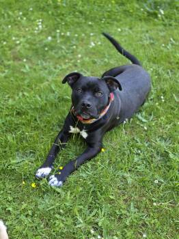 Pickles -  Pit Bull Terrier Dog for Adoption in Oakville, Washington - Pickles | PetCurious