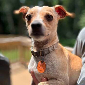 Hubert Zinger -  Chihuahua Dog for Adoption in Williston, Vermont - Hubert Zinger | PetCurious