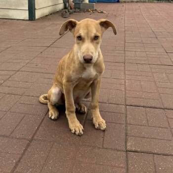 Yellow Labrador Retriever Dogs Available for Adoption - Charlie | PetCurious