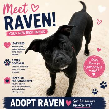 Raven -  Mixed Breed Dog for Adoption in Thomson, Georgia - Raven | PetCurious