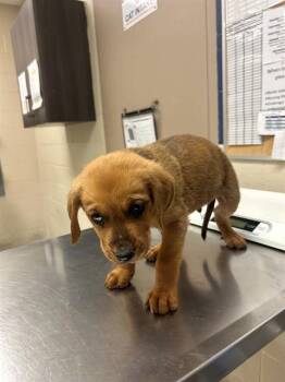 Redbone Coonhound and Rottweiler Dogs Available for Adoption in Conroe, Texas - A427294 | PetCurious