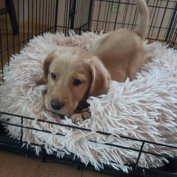 CT Flapjackie avail Jun 13 (Four Town Craft Fair- Somers, CT) -  Labrador Retriever and Mixed Breed Dog for Adoption in Stormville, New York - CT Flapjackie Avail Jun 13 (Four Town Craft Fair- Somers, CT) | PetCurious