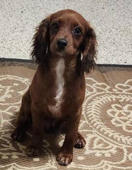 Boggy -  Cavalier King Charles Spaniel Dog for Adoption in Smithfield, Pennsylvania - Boggy | PetCurious