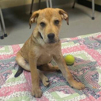 Mixed Breed Dogs Available for Adoption in Hop Bottom, Pennsylvania - Gregory | PetCurious