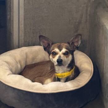 Chihuahua Dogs Available for Adoption in Los Angeles, California - Jolly A2273920 | PetCurious