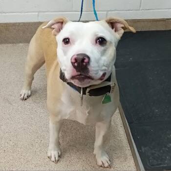 Rescue Pit Bull Terrier Dogs for Adoption in Ardmore, Oklahoma - Buddy | PetCurious