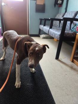 Canelo -  Border Collie Dog for Adoption in Rock Springs, Wyoming - Canelo | PetCurious