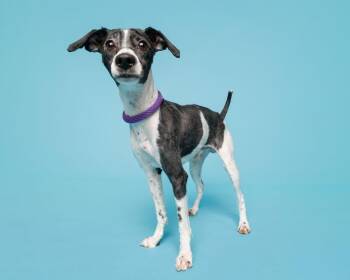 Mixed Breed Dogs Available for Adoption - Noodles | PetCurious