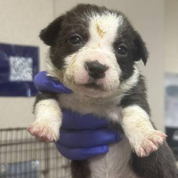 Labrador Retriever Dogs Available for Adoption - Coral | PetCurious