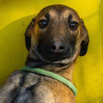 Whippet and German Shepherd Dog Dogs Available for Adoption in New York, New York - Ruby | PetCurious