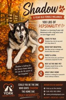 Shadow -  Alaskan Malamute Dog for Adoption in York, Nebraska - Shadow | PetCurious