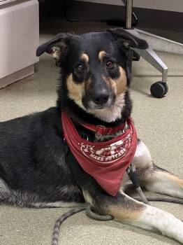 German Shepherd Dog Dogs Available for Adoption in Vancouver, Washington - Tobin | PetCurious