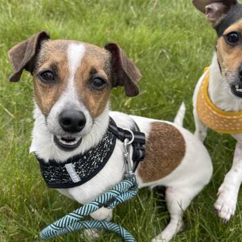 Dachshund and Jack Russell Terrier Dogs Available for Adoption in Allegan, Michigan - Darby* | PetCurious