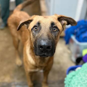 Rescue Shepherd Dogs for Adoption in San Francisco, California - Scooby | PetCurious