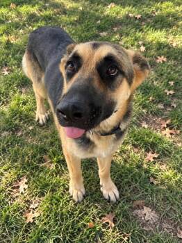 Tilly -  German Shepherd Dog Dog for Adoption in Winnsboro, South Carolina - Tilly | PetCurious