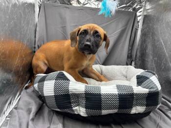 A121898 -  Labrador Retriever and Mixed Breed Dog for Adoption in Grovetown, Georgia - A121898 | PetCurious