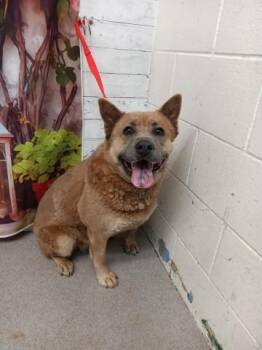 Chow Chow and Mixed Breed Dogs Available for Adoption in San Bernardino, California - GARNET | PetCurious
