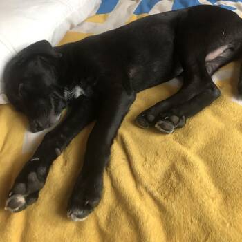 Rescue Labrador Retriever Dogs for Adoption in Austin, Texas - Barry | PetCurious