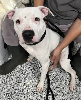 Rescue Mixed Breed Dogs for Adoption in West Chester, Pennsylvania - Mulan | PetCurious