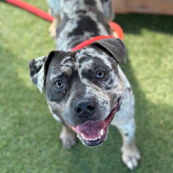 Thragg -  Mixed Breed Dog for Adoption in Philadelphia, Pennsylvania - Thragg | PetCurious