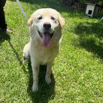 Brody -  Anatolian Shepherd Dog for Adoption in Clanton, Alabama - Brody | PetCurious