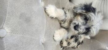Kirra -  Aussiedoodle Dog for Adoption in Torrance, California - Kirra | PetCurious