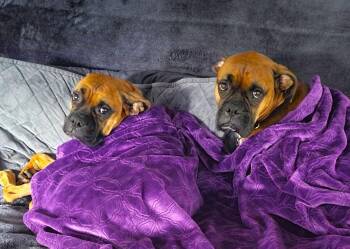 Lucy IX -  Boxer Dog for Adoption in Hewitt, Texas - Lucy IX | PetCurious