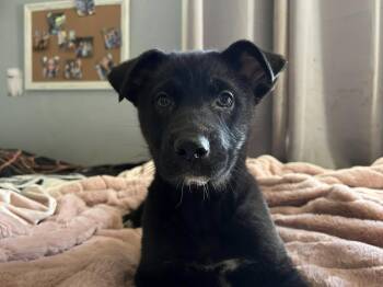 German Shepherd Dog Dogs Available for Adoption - Ozzie | PetCurious