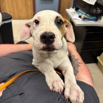 Zues -  Pit Bull Terrier and Mixed Breed Dog for Adoption in Saint Joseph, Missouri - Zues | PetCurious