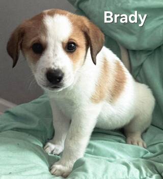 Labrador Retriever and Australian Cattle Dog Blue Heeler Dogs Available for Adoption - PUPPY BRADY | PetCurious