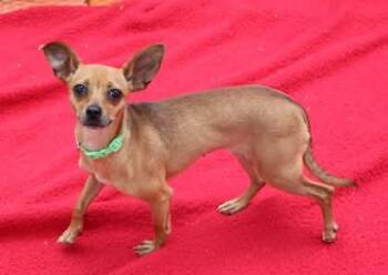 Buttons Athens -  Chihuahua Dog for Adoption in Rockaway, New Jersey - Buttons Athens | PetCurious