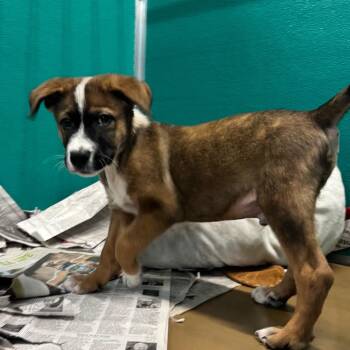 Metro -  American Staffordshire Terrier and Mixed Breed Dog for Adoption in San Antonio, Texas - Metro | PetCurious