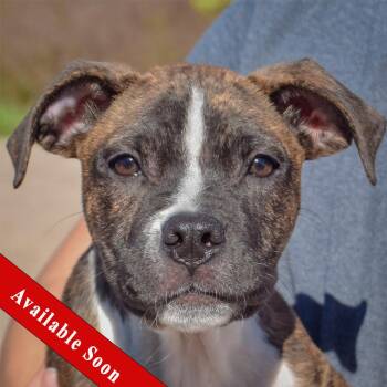 Lyle -  Boxer and American Staffordshire Terrier Dog for Adoption in Huntley, Illinois - Lyle | PetCurious
