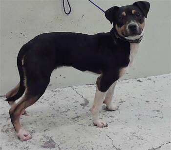 Staffordshire Bull Terrier and Mixed Breed Dogs Available for Adoption - BENTLEY | PetCurious