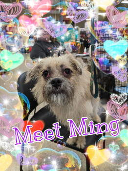 Rescue Pug and Shih Tzu Dogs for Adoption in San Antonio, Texas - Ming | PetCurious