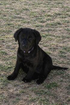 Labrador Retriever and Great Pyrenees Dogs Available for Adoption - Jj | PetCurious
