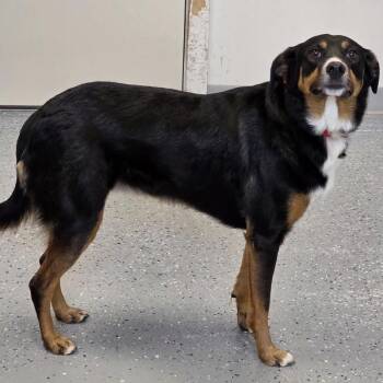 Mixed Breed Dogs Available for Adoption in Yankton, South Dakota - Zoey | PetCurious