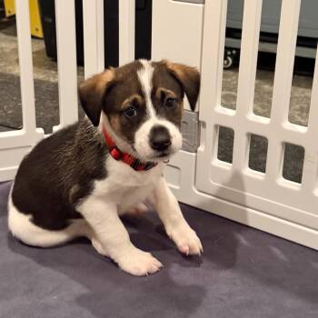 German Shorthaired Pointer and Bloodhound Dogs Available for Adoption in Spring Hill, Tennessee - Hereford (Harry) | PetCurious