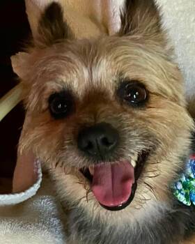 Yorkshire Terrier and Pomeranian Dogs Available for Adoption in Tulsa, Oklahoma - Benny – Young Pom/Yorkie Mix | PetCurious