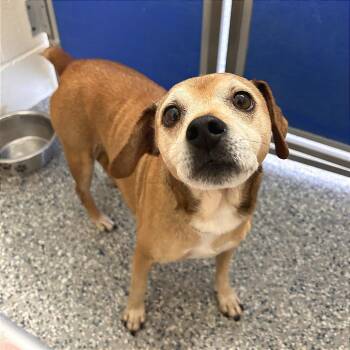 Sophie -  Mixed Breed Dog for Adoption in Hendersonville, North Carolina - Sophie | PetCurious