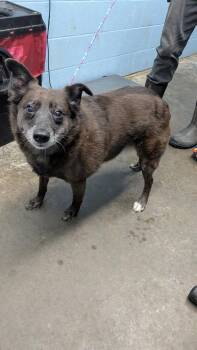 Twiggy -  Australian Cattle Dog Blue Heeler and Mixed Breed Dog for Adoption in Evansville, Indiana - Twiggy | PetCurious