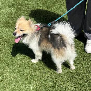 Meet MAX -5 yr old Pomeranian Mix, so sweet & Fluffy - Great boy -  Pomeranian and Spitz Dog for Adoption in Clifton, New Jersey - Meet MAX -5 Yr Old Pomeranian Mix, So Sweet & Fluffy - Great Boy | PetCurious