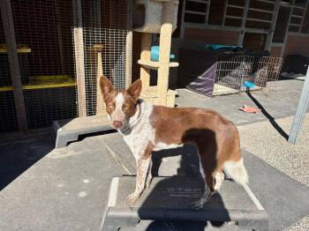 Ruby -  Australian Cattle Dog Blue Heeler Dog for Adoption in Paso Robles, California - Ruby | PetCurious