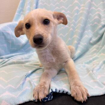 Santa Cruz -  Carolina Dog and Mixed Breed Dog for Adoption in Kanab, Utah - Santa Cruz | PetCurious