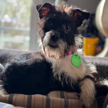 Schnauzer and Border Terrier Dogs Available for Adoption in New Orleans, Louisiana - Gloreo (Benefactor Puppy) | PetCurious